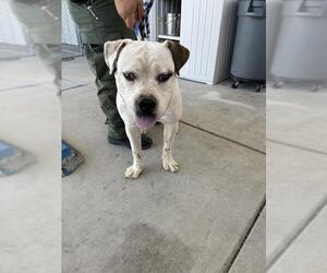 American Pit Bull Terrier Dogs for adoption in Bakersfield, CA, USA