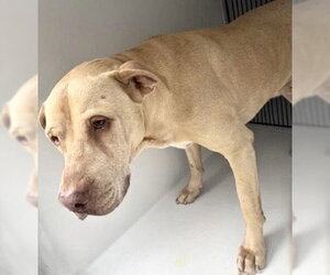 Mutt Dogs for adoption in Houston, TX, USA