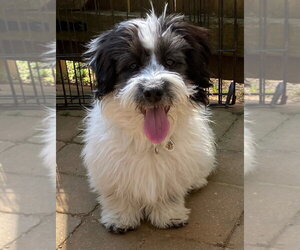 Mutt Dogs for adoption in Candler, NC, USA