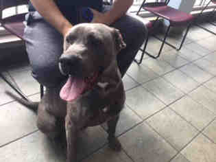 Daniff Dogs for adoption in San Antonio, TX, USA
