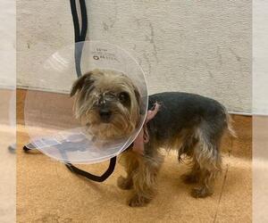 Mutt Dogs for adoption in Martinez, CA, USA