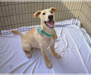 Anatolian Shepherd-Unknown Mix Dogs for adoption in McKinney, TX, USA