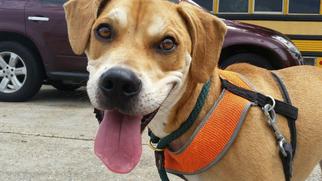 Mutt Dogs for adoption in Jefferson, LA, USA