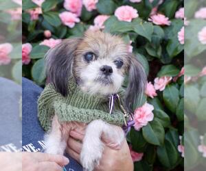 Shih Tzu Dogs for adoption in Pittsburg, CA, USA