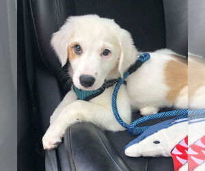 Great Pyrenees-Unknown Mix Dogs for adoption in New Orleans, LA, USA