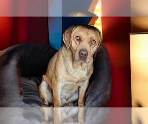 Beagle-Unknown Mix Dogs for adoption in Las Vegas, NV, USA