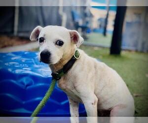 Shih Tzu-Unknown Mix Dogs for adoption in Orlando, FL, USA