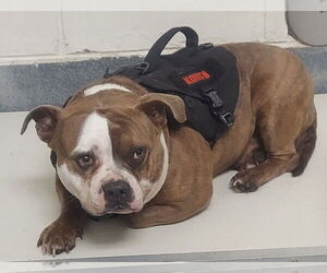 Bulldog-Unknown Mix Dogs for adoption in Glen Allen, VA, USA