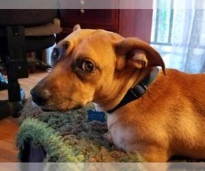Dorgi Dogs for adoption in Decatur, GA, USA