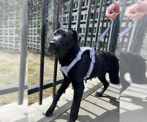 Labrador Retriever-Unknown Mix Dogs for adoption in Stockton, CA, USA