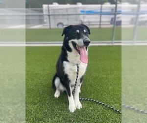 Border Collie-Siberian Husky Mix Dogs for adoption in Baytown, TX, USA