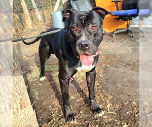 Great Dane-Unknown Mix Dogs for adoption in Long Beach, CA, USA