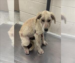 Labrador Retriever-Unknown Mix Dogs for adoption in Conroe, TX, USA