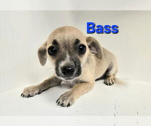 Chihuahua Dogs for adoption in Modesto, CA, USA