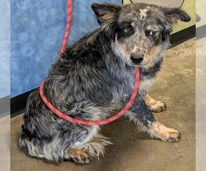 Australian Shepherd-Unknown Mix Dogs for adoption in Rockwall, TX, USA