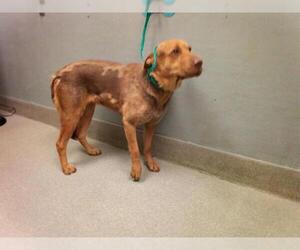 Chinese Shar-Pei-German Shepherd Dog Mix Dogs for adoption in Las Vegas, NV, USA