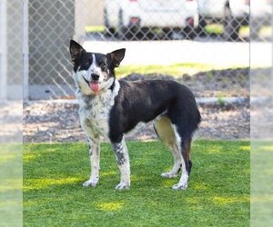 Australian Cattle Dog Dogs for adoption in Camarillo, CA, USA