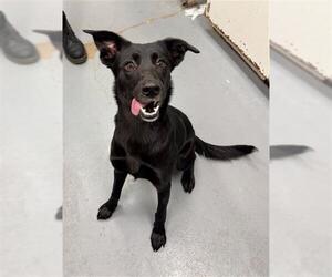 Labrador Retriever-Unknown Mix Dogs for adoption in Peoria, IL, USA