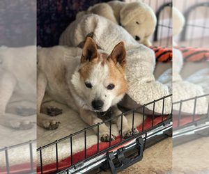 Chihuahua-Shiba Inu Mix Dogs for adoption in Chandler, AZ, USA