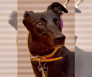 Greyhound Dogs for adoption in Minneapolis, MN, USA