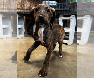 Plott Hound Dogs for adoption in Harrisville, WV, USA