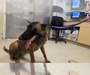 Mutt Dogs for adoption in Riverside, CA, USA