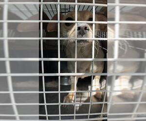 Chiweenie Dogs for adoption in Palmetto, FL, USA
