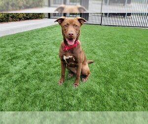 American Pit Bull Terrier-Labrador Retriever Mix Dogs for adoption in Santa Clara, CA, USA
