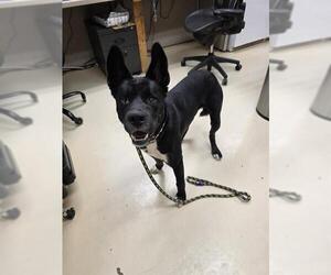 German Shepherd Dog-Unknown Mix Dogs for adoption in Center Township, PA, USA