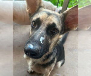 German Shepherd Dog-Unknown Mix Dogs for adoption in San Antonio, TX, USA