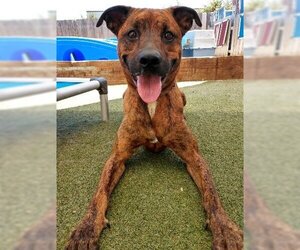 Boxer-Plott Hound Mix Dogs for adoption in El Cajon, CA, USA