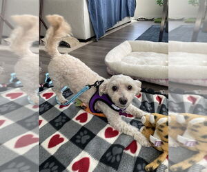 Poodle (Miniature)-Unknown Mix Dogs for adoption in Plymouth, MN, USA