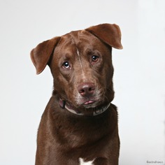 Chesador Dogs for adoption in Eden Prairie, MN, USA
