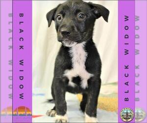 Borador Dogs for adoption in Globe, AZ, USA