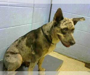 Catahoula Leopard Dog Dogs for adoption in Westminster, MD, USA