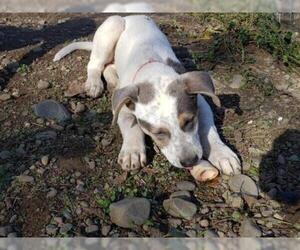American Staffordshire Terrier-Unknown Mix Dogs for adoption in Lakeport, CA, USA