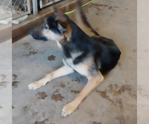 German Shepherd Dog Dogs for adoption in Albany, OR, USA