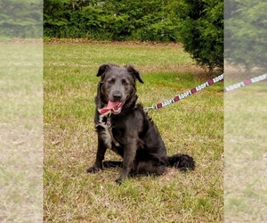 Collie-Labrador Retriever Mix Dogs for adoption in dartmouth, MA, USA