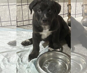 Mutt Dogs for adoption in Hillsboro, MO, USA