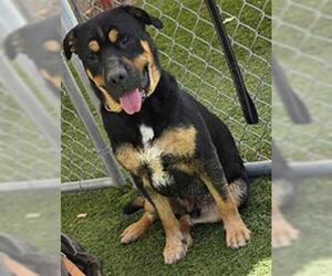 German Shepherd Dog-Unknown Mix Dogs for adoption in Downey, CA, USA