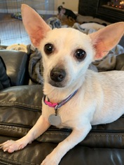 Chihuahua Dogs for adoption in Tenafly, NJ, USA