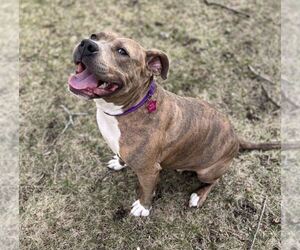 American Pit Bull Terrier-American Staffordshire Terrier Mix Dogs for adoption in Frankenmuth, MI, USA