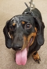 Dachshund Dogs for adoption in REDDING, CA, USA