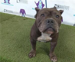 American Pit Bull Terrier Dogs for adoption in Orlando, FL, USA