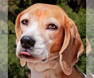 Beagle-Unknown Mix Dogs for adoption in Albuquerque, NM, USA