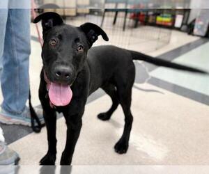 German Shepherd Dog-Unknown Mix Dogs for adoption in Santa Rosa, CA, USA
