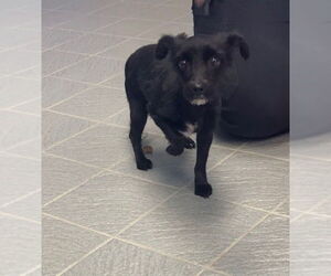 Mutt Dogs for adoption in Princeton, MN, USA