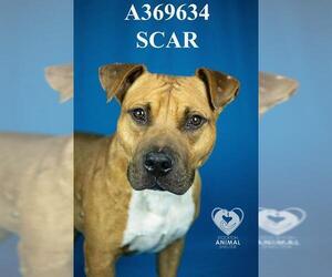 Mutt Dogs for adoption in Stockton, CA, USA