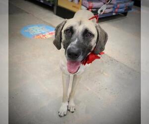 Anatolian Shepherd-Unknown Mix Dogs for adoption in League City, TX, USA