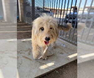 Mutt Dogs for adoption in Riverside, CA, USA
